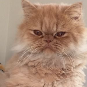 Meet your Posher, Joana-joe